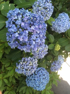ファイル 2016-06-10 18 16 12.jpeg