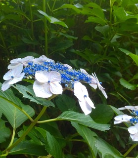 ファイル 2016-06-12 10 20 51.jpeg