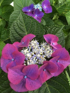 ファイル 2016-06-12 19 53 01.jpeg